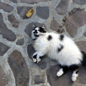 L'un des petits chats colleux de notre Villa